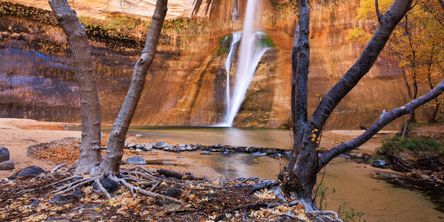 Calf Creek Tangled Beauty print