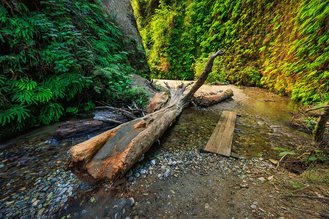 Fern Canyon print