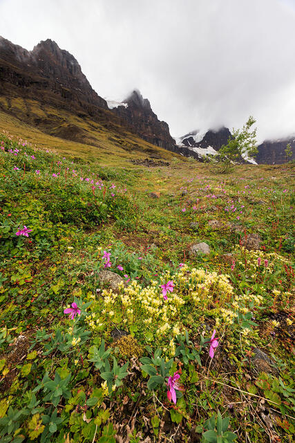 Flowers of the Glacier print