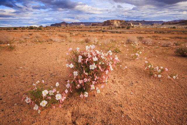 Prim Roses Lake Powell print