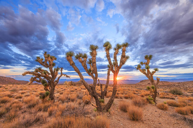Prophets of the Desert print