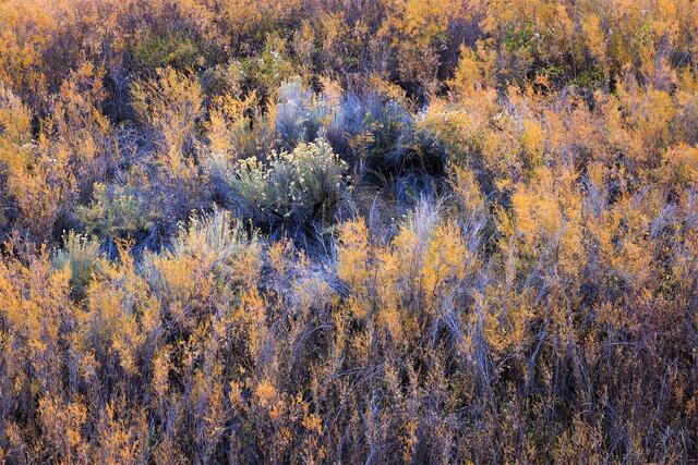 Riparian Fall print