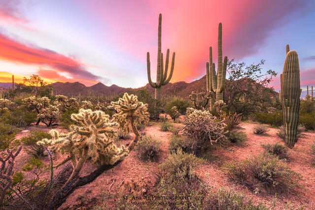 Sonoran Sunrise print