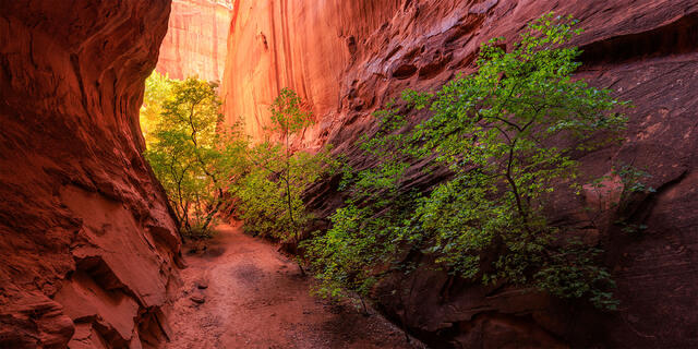 Singing Canyon print