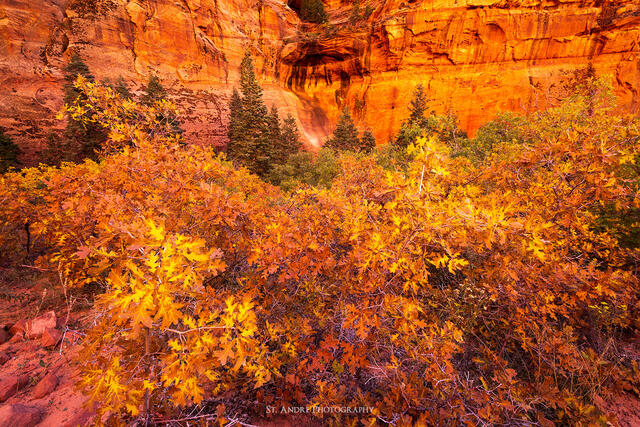 Fire Oaks print