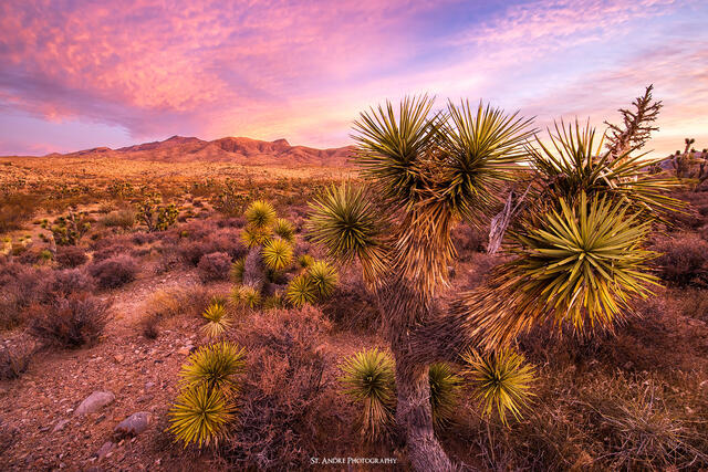 Spiny Desert print