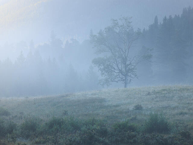 The Coming Dawn print
