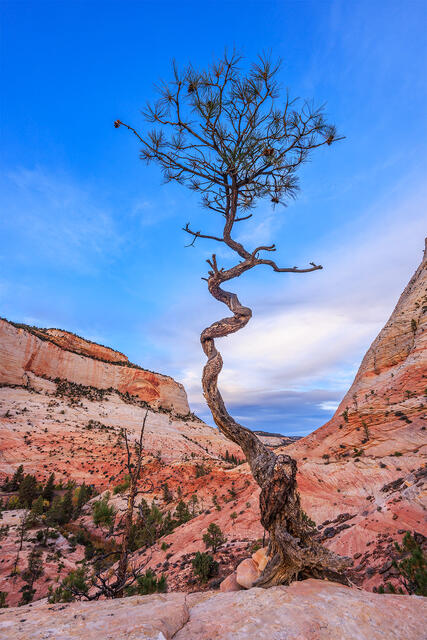 Twisted Ponderosa print