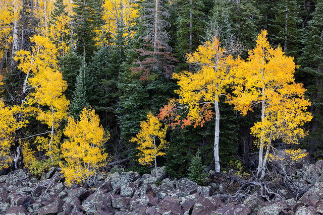Volcanic Aspens print