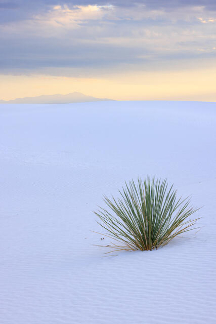 Yucca And The Mountain print