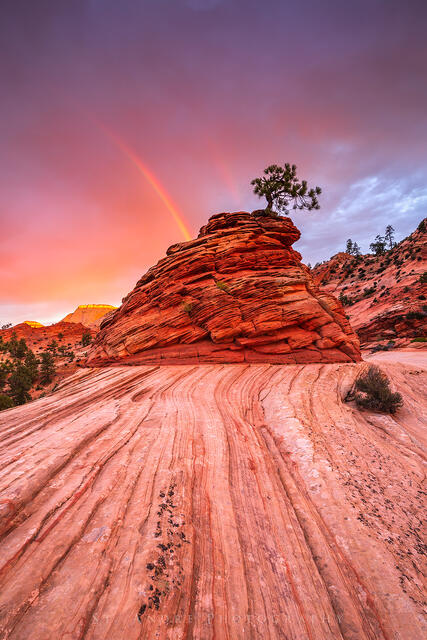 Zion Bonsai Tree print