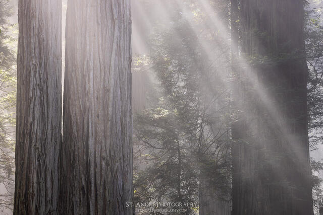 Four Beams print