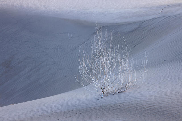 Skeletal Sands print