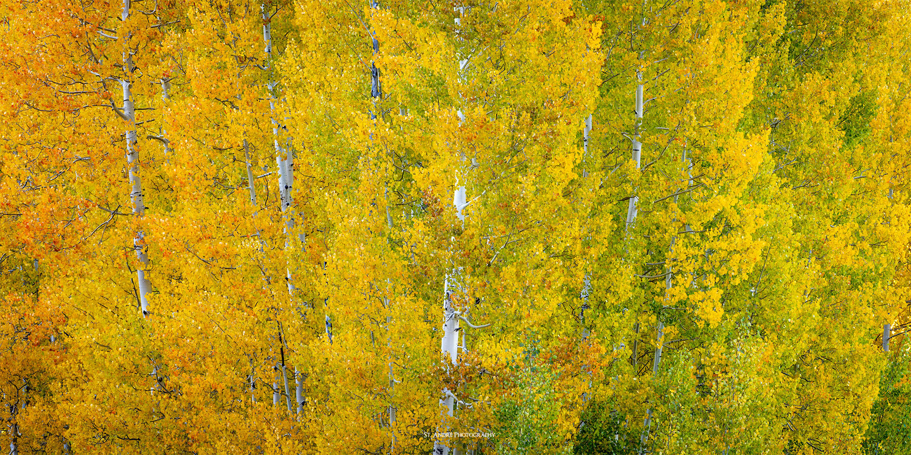 A grove of aspens but only the tops of the trees can be seen. Image taken in southern Utah on Cedar Mountain