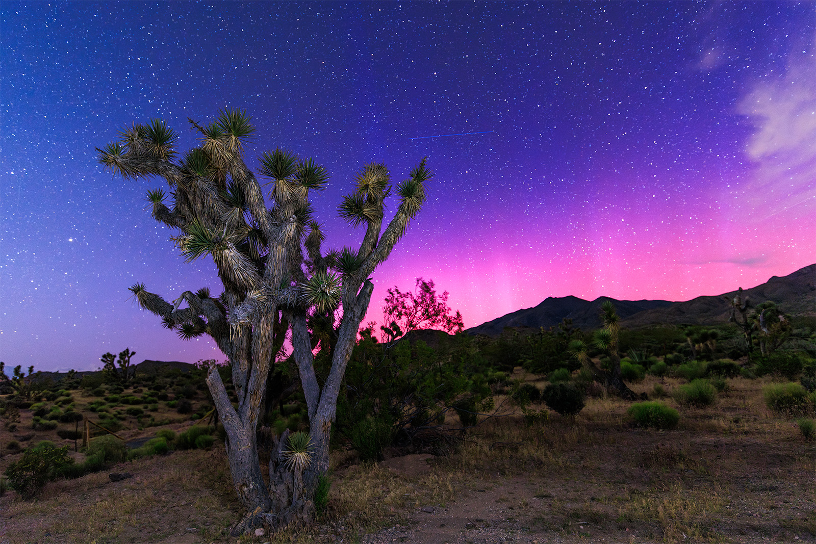 An image showing the aurora in full swing above joshua trees