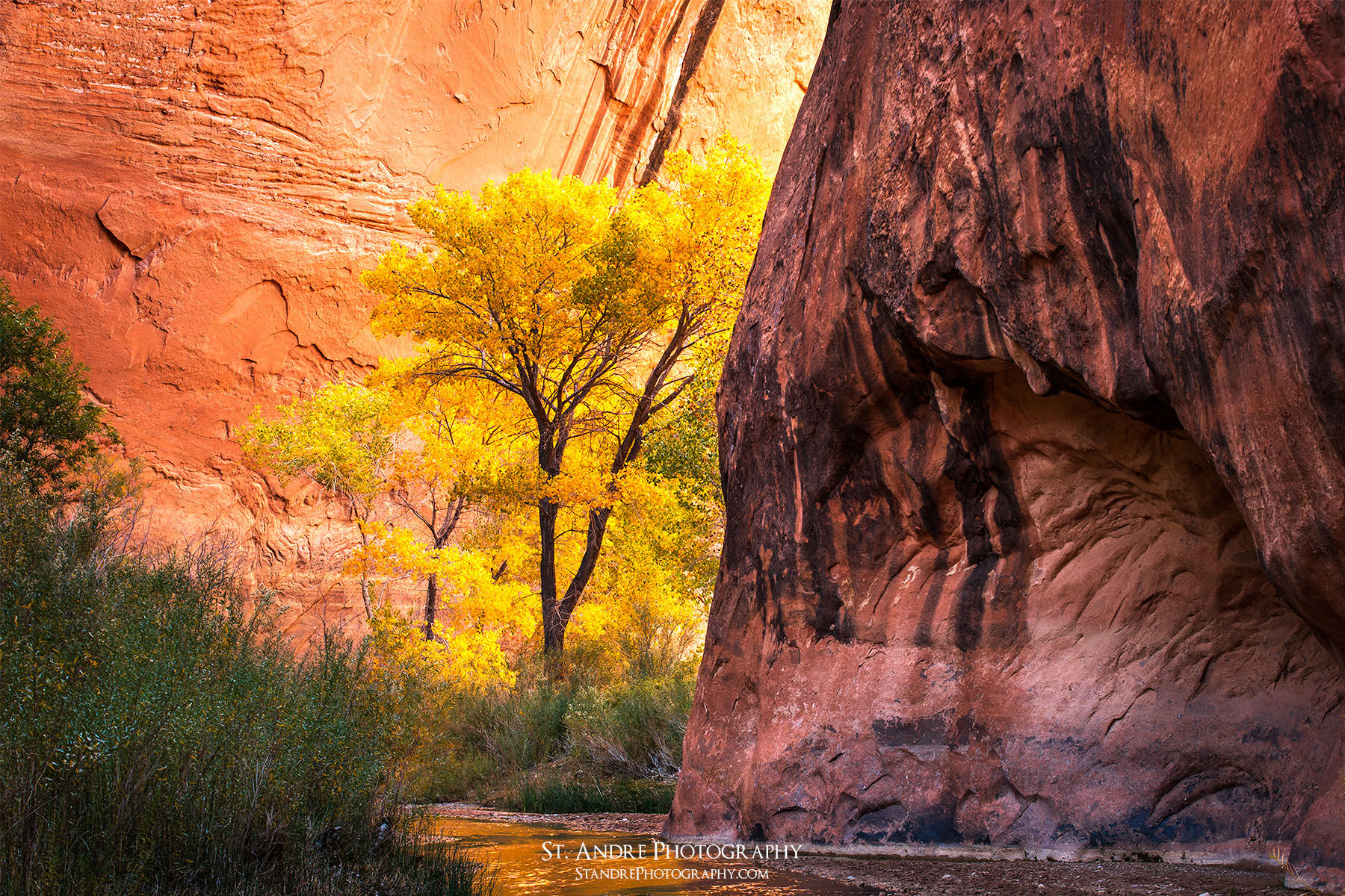 A cottonwood tree with fall colored leaves (yellow) are backlit by light from the sun reflected off the canyon walls in Escalante. 