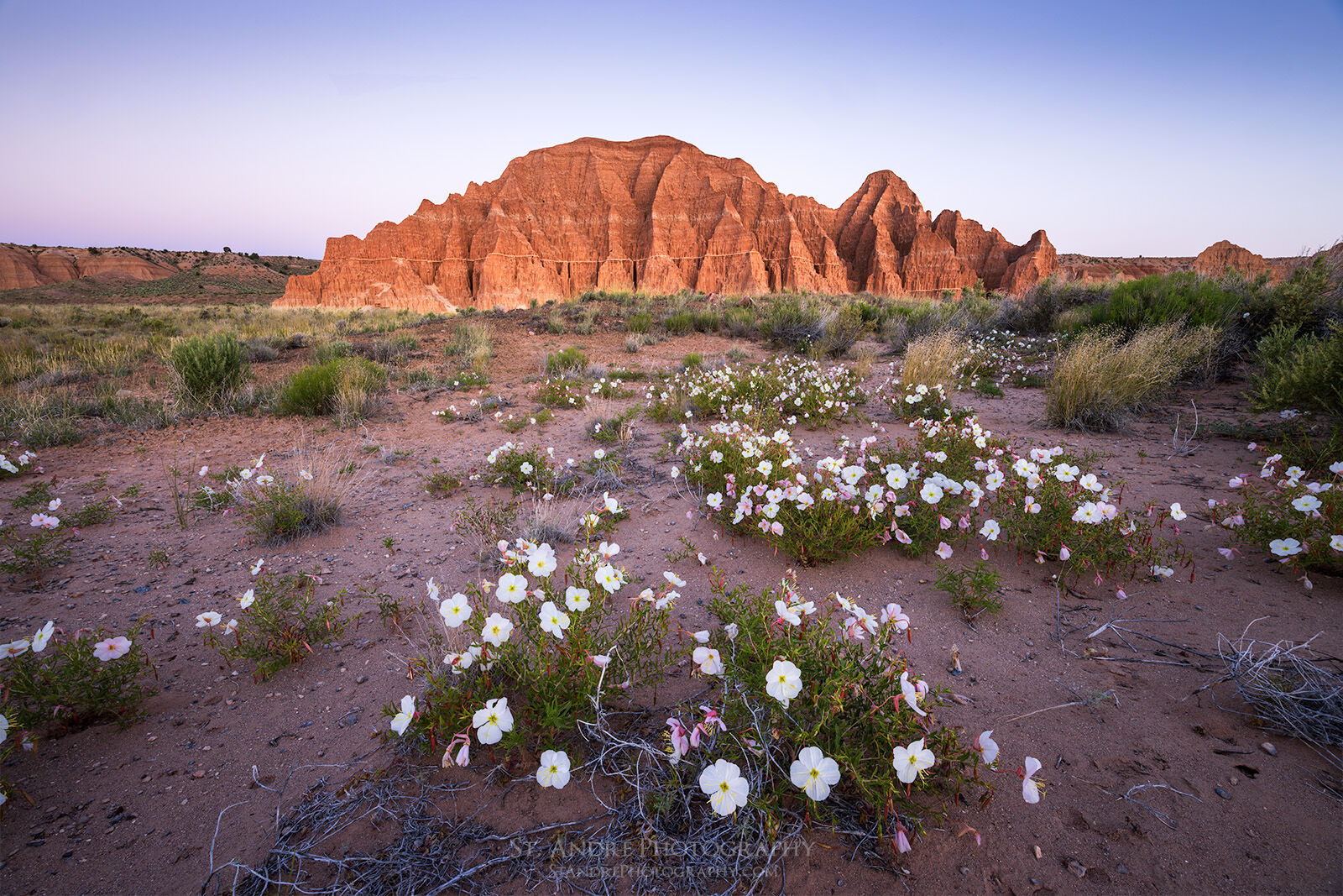 White primrose flowers blooming in the desert at Cathedral Gorge State Park