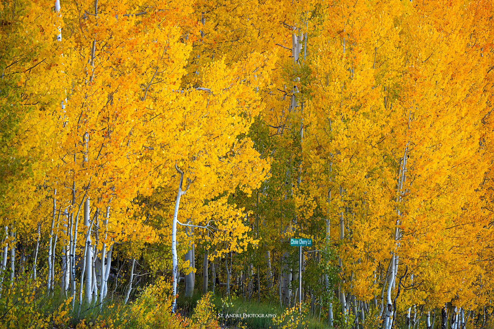 A grove of aspens with a small street post that says choke cherry lane from on tome of cedar mountain.