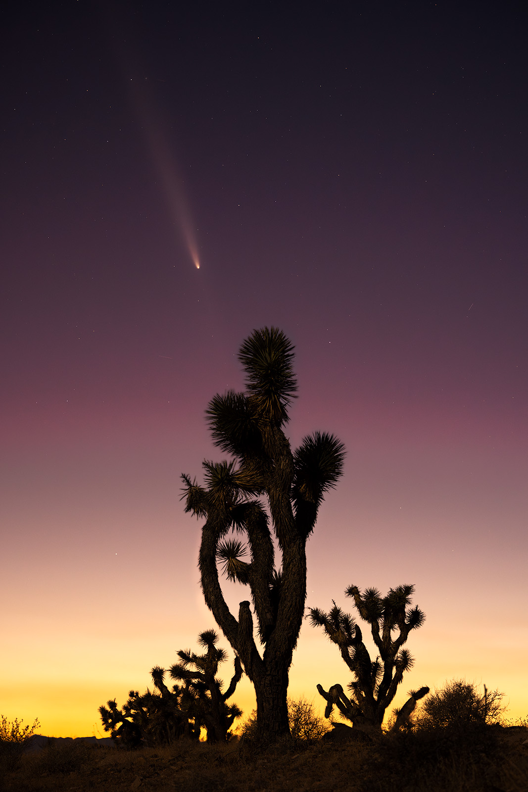 Comet Tsuchinshan at sunset with Joshua Tree's being backlit by the sun turning them into a silhouette,
