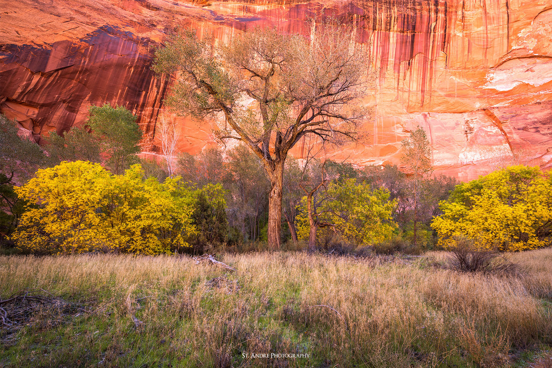 A single large cottonwood tree with no leaves reaches high above a floor of box elder trees with fall colored leaves. The entire scene is set in a canyon