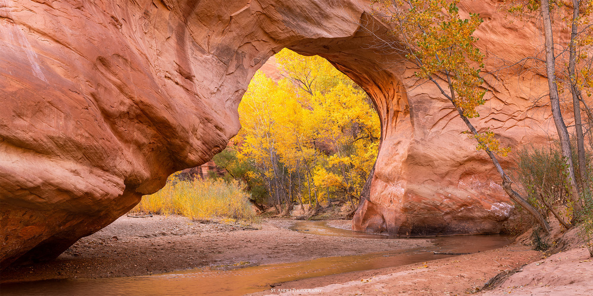 A sandstone natural bridge expands over a small desert stream with fall leaves on trees in are seen through the arch. 