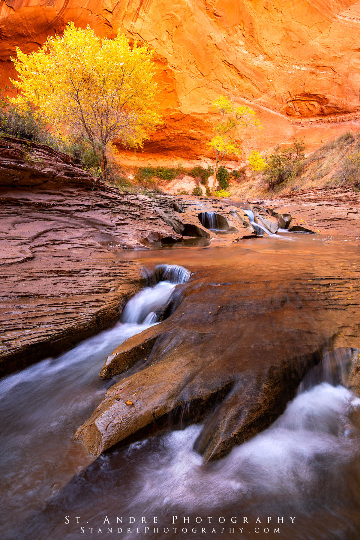 Swiss cheese falls in coyote gulch with a rock formation that looks like a dinosaur track is seen in the foreground and fall colored trees in a deep canyon. 