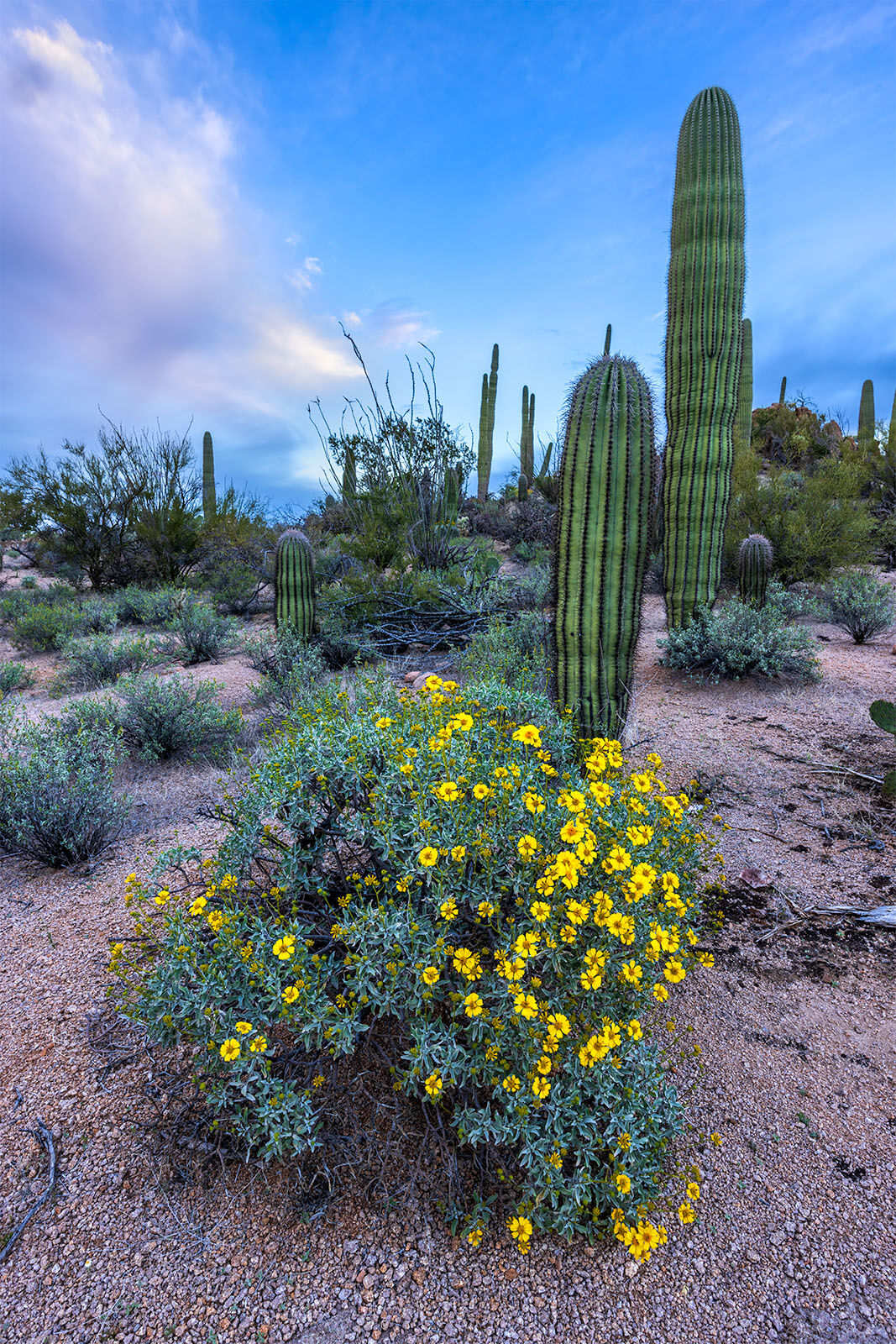 a brittlebush is blooming in the desert with saguaro cactus in the background. Image taken within Saguaro National Park.