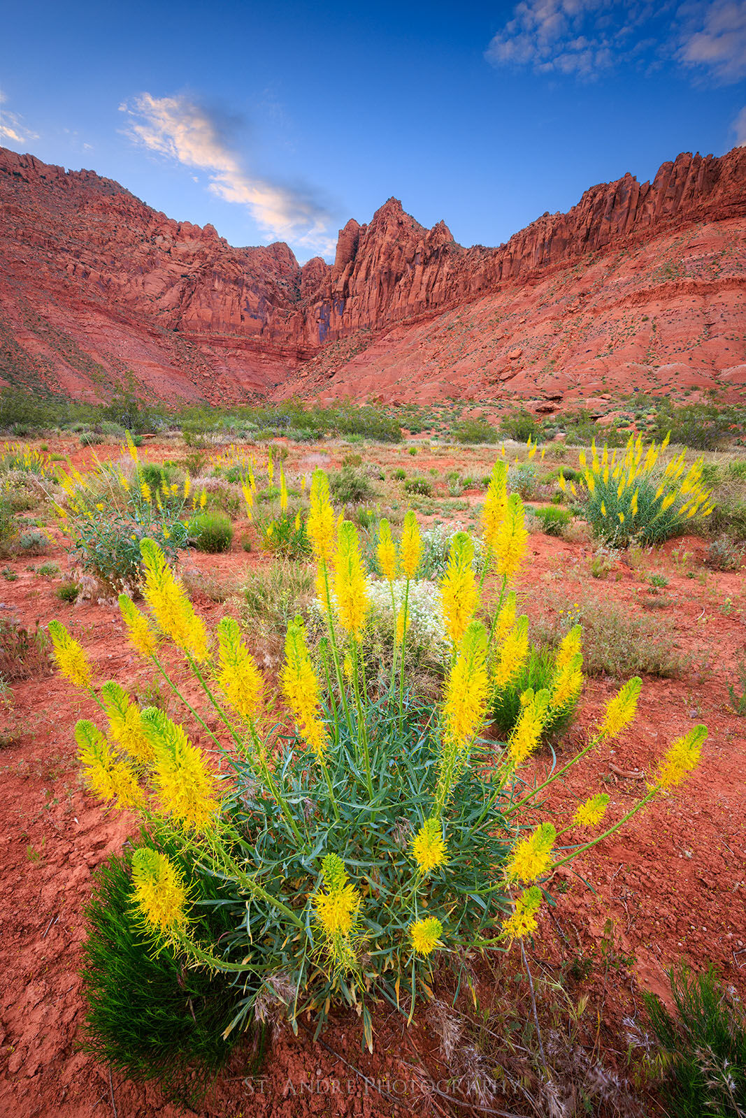 Desert Princeplume flowers blooming in southern utah below large red sandstone cliffs. 