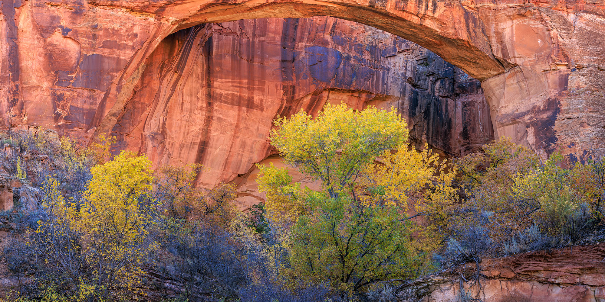 Escalante Arch in Fall Escalante Arch with a few trees in full fall color.