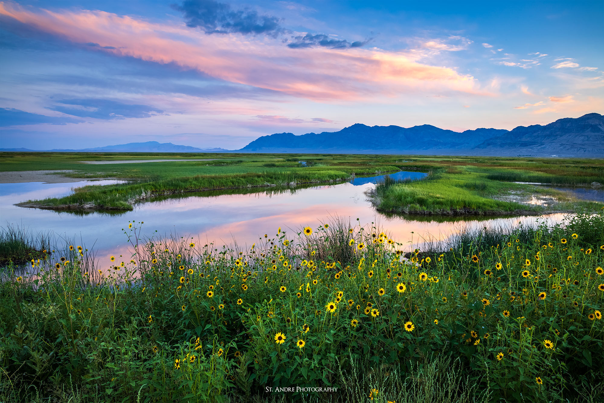 Sunflowers line the shore of a pond at Fish Springs National Wildlife Refuge. 