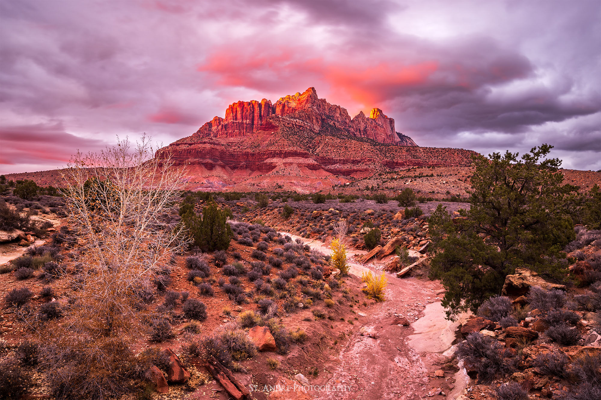 Mt. Kinesava and the West Temple lit up at sunset in Zion National Park. A few fall colored trees can be seen in a small wash. 