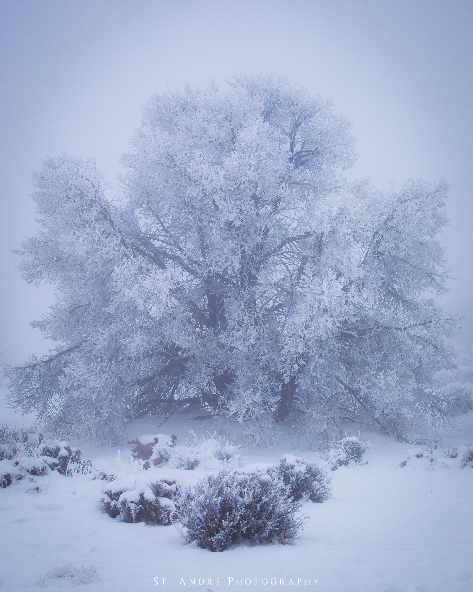 Hoar frost sticks to a tree with heavy set fog blocking all visible view of anything else. 
