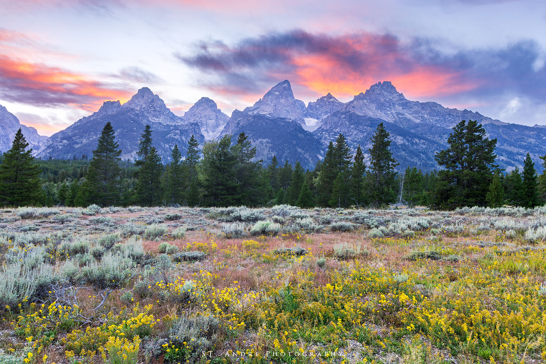 The Grand Teton Mountain range has a series of small clouds lit up with reds at sunset. the meadow in the foreground is covered with wildflowers. 