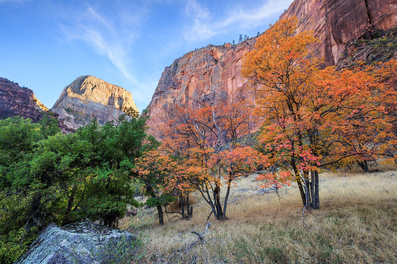 The Great White Throne in Fall Maples trees sit at the bottom of the image while the great white throne sits at the top of the image illuminated by the sun.