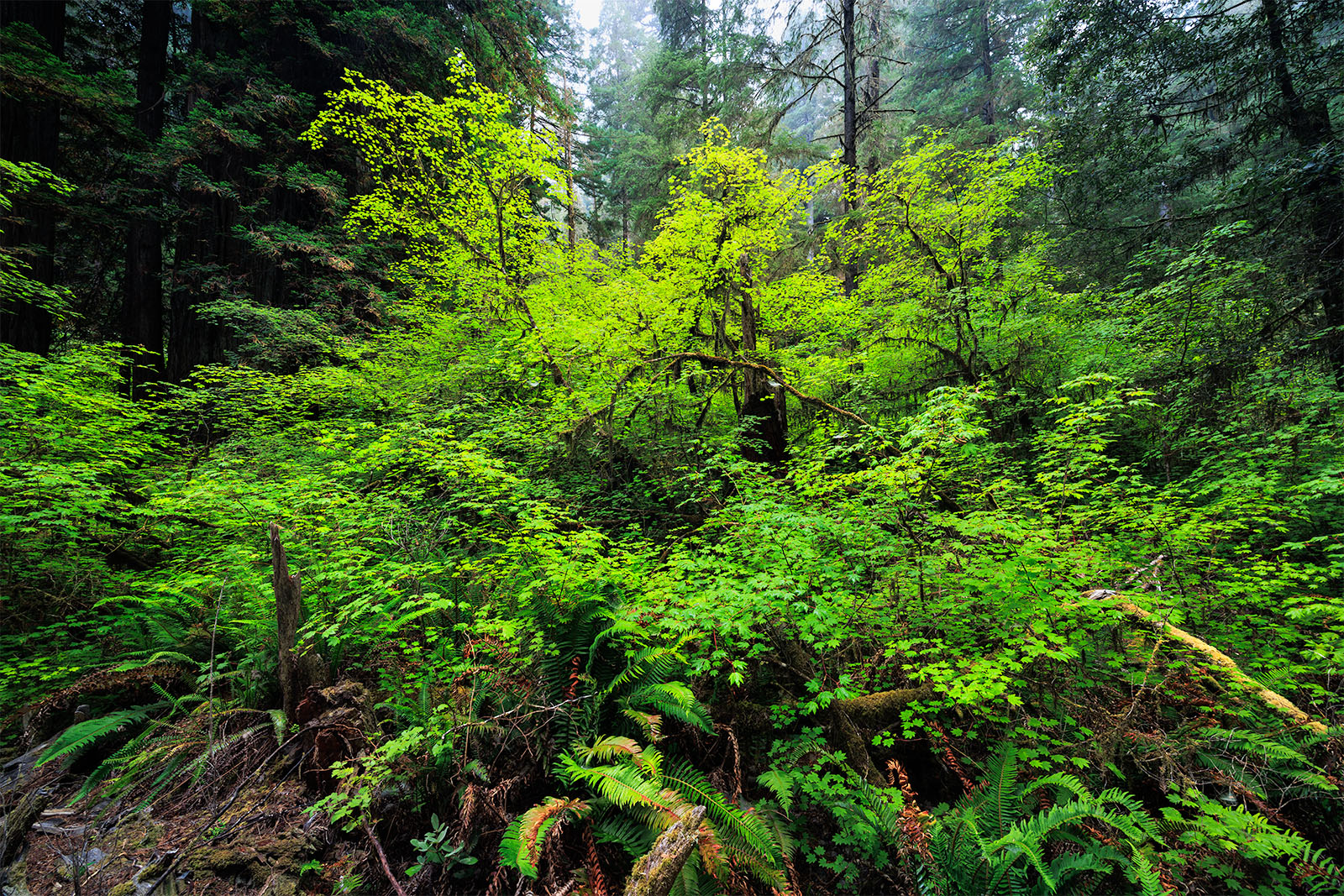 Giant Growth A mass of life growing in the understory of the Redwoods