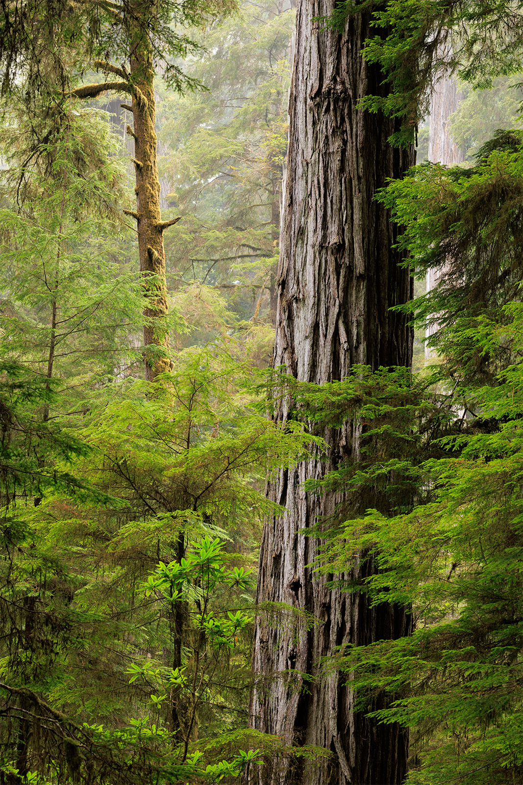 Growth A giant redwood tree grows past its neighbors