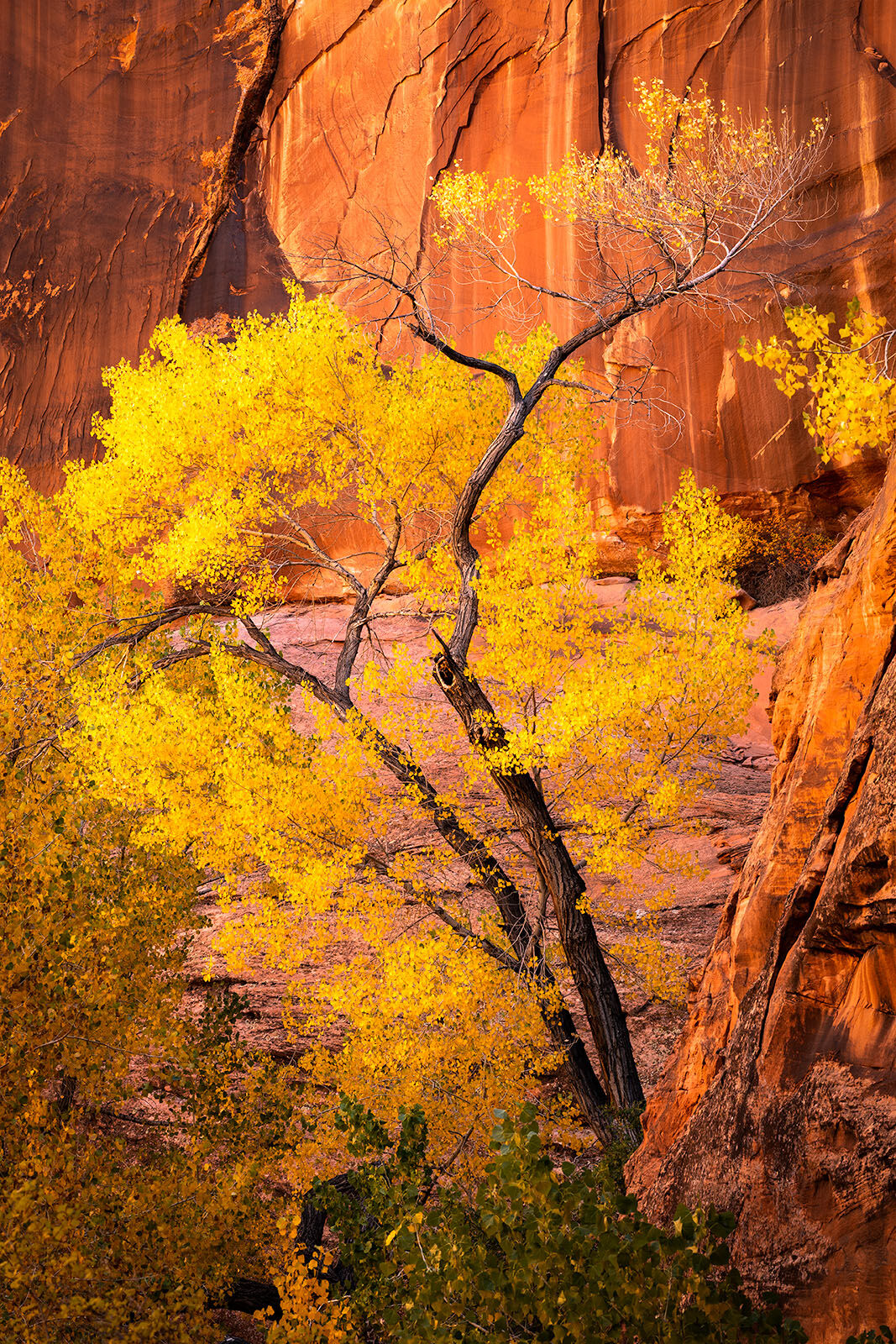 A cottonwood tree with bright yellow leaves is backdrop by a stunning red rock canyon with canyon varnish in hurricane wash in escalante, utah