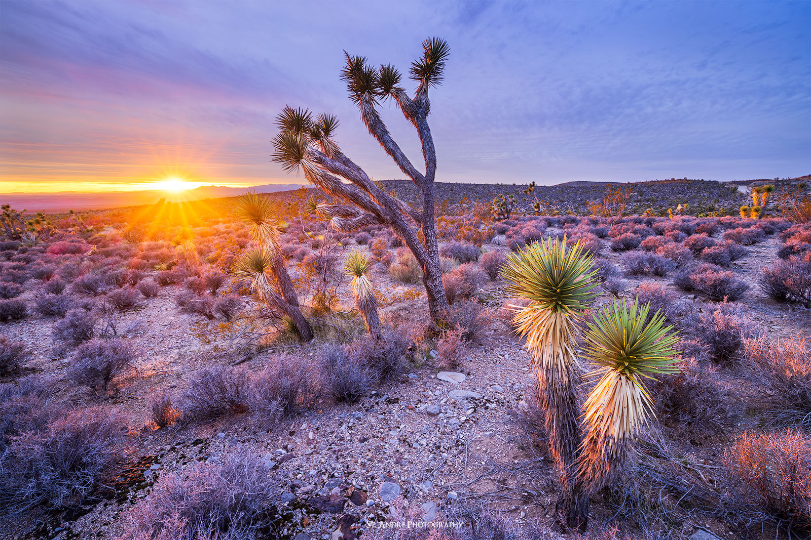 A series of Joshua Trees in Beaver Dam Wash in back lit by the setting sun as beautiful glow illuminates the sky. 