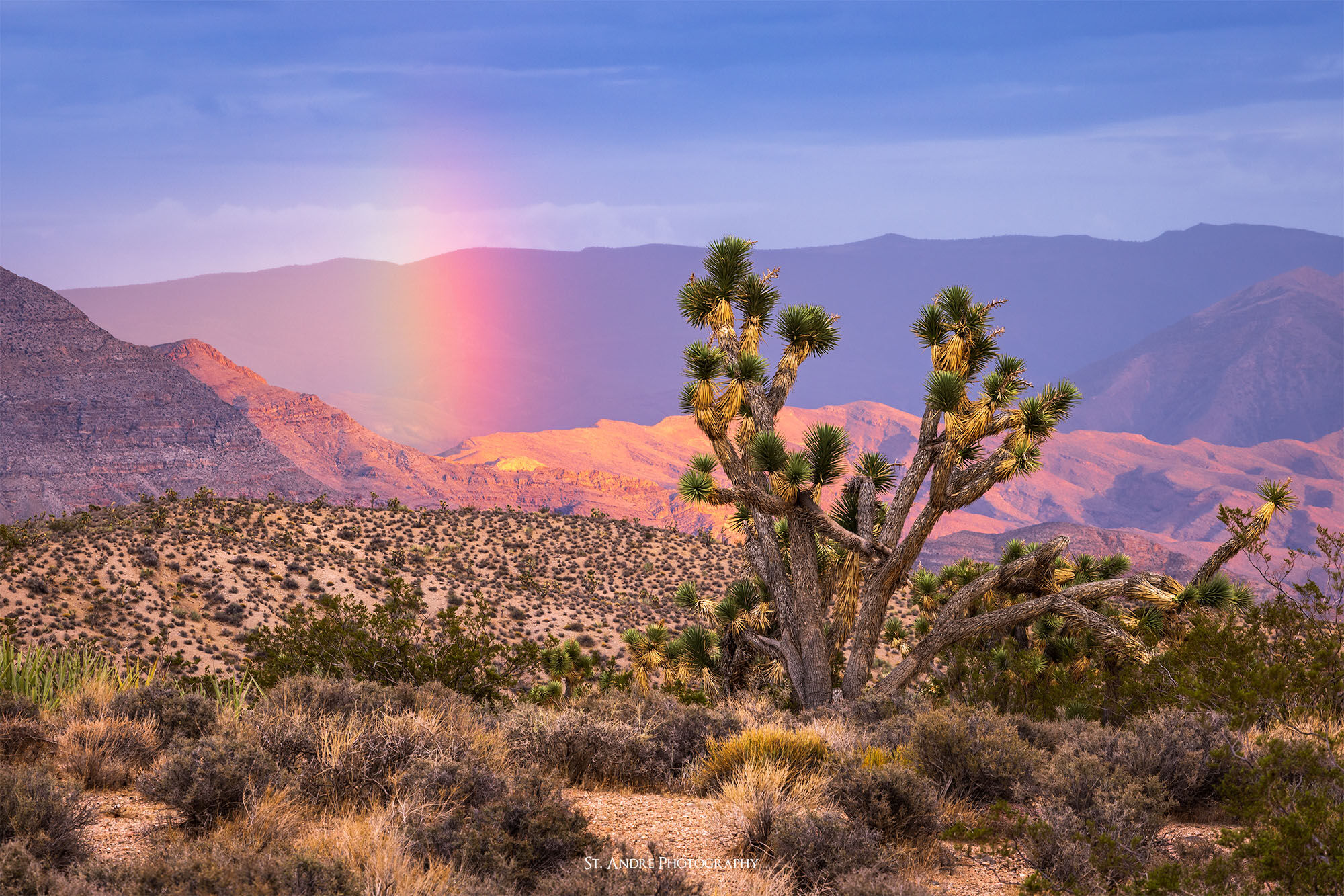 A joshua tree stands next to rainbow in the desert as rolling mountains consume much of the scene. 