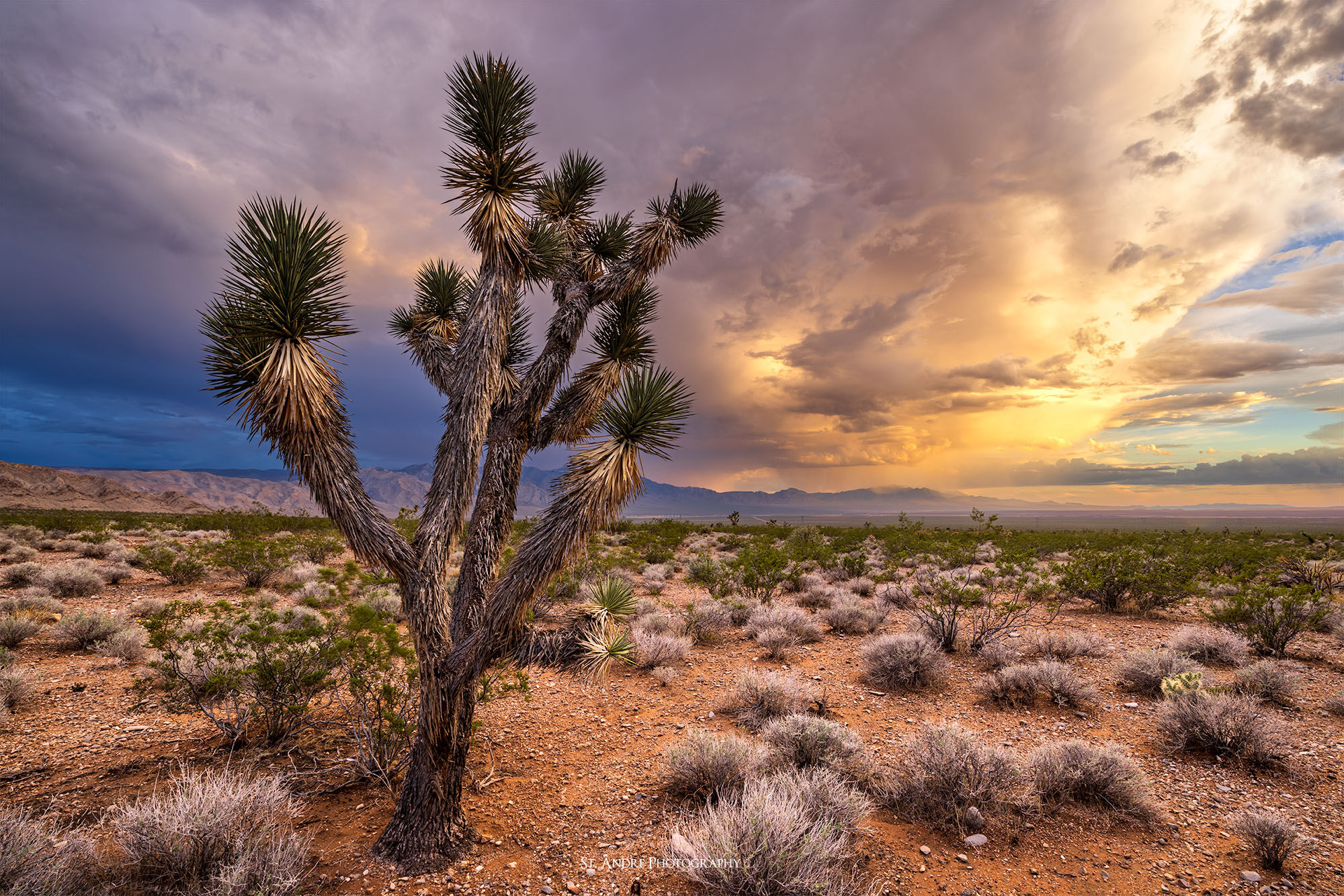 A lone Joshua tree stands in a desert landscape while a thunderstorm brews in the distance and the setting sun colors the sky. 