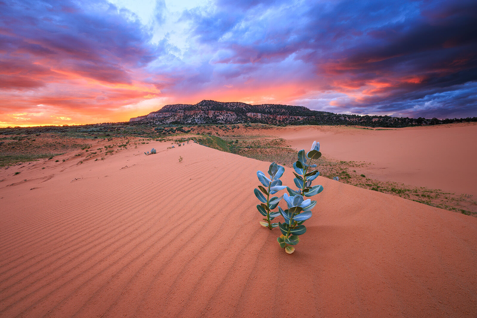 two silver haired plants spring from a sand dunes while a colorful sunset is seen overhead. 