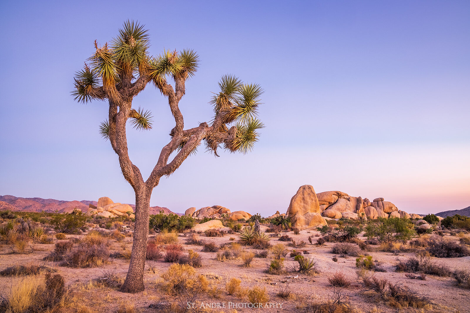 A lone Joshua Tree stands in a field of desert plants and large granite stones stick out of the ground in the distance in Joshua Tree National Park