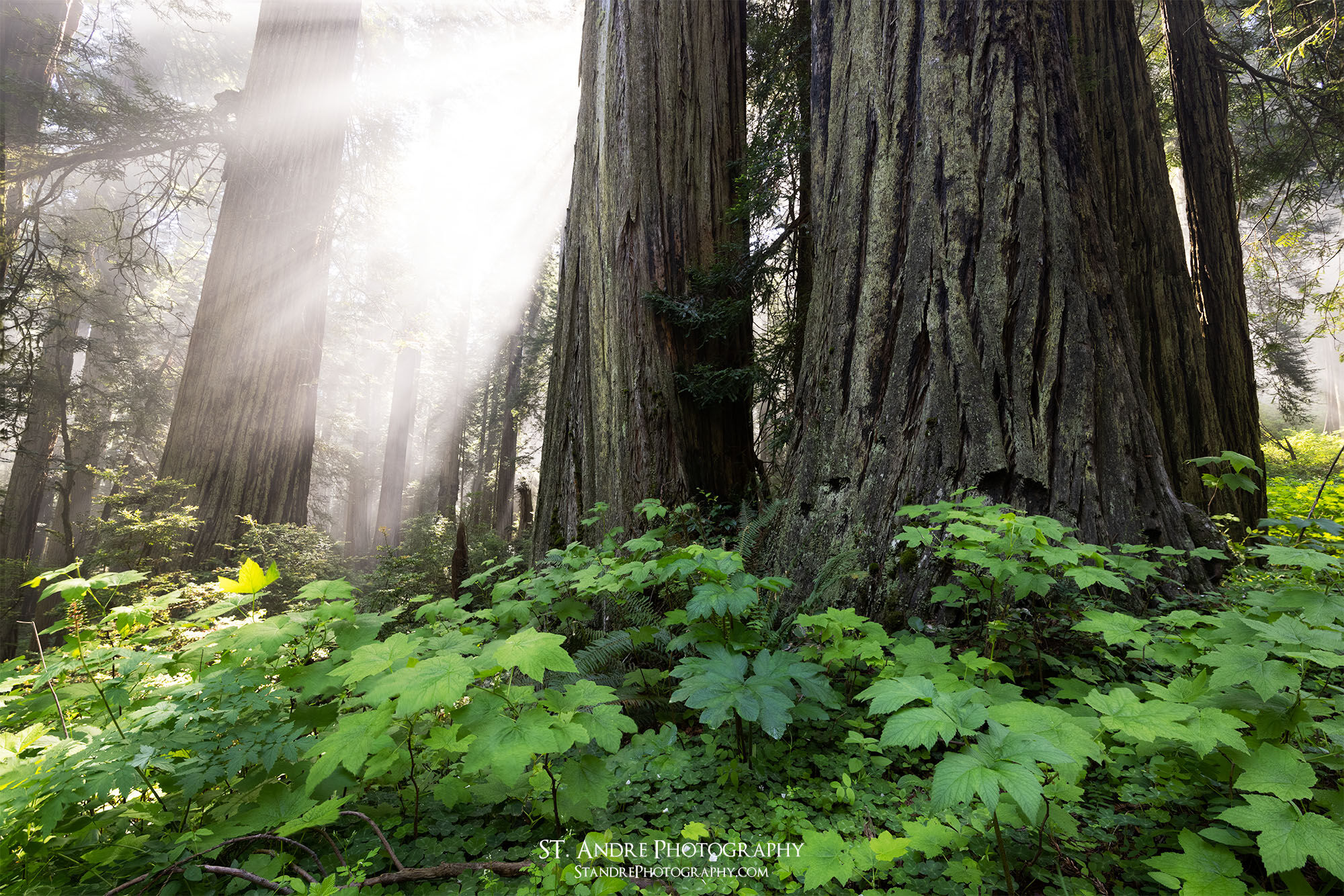 Three Large Redwood trees have light rays shootin by them as mist rolls through the forest.