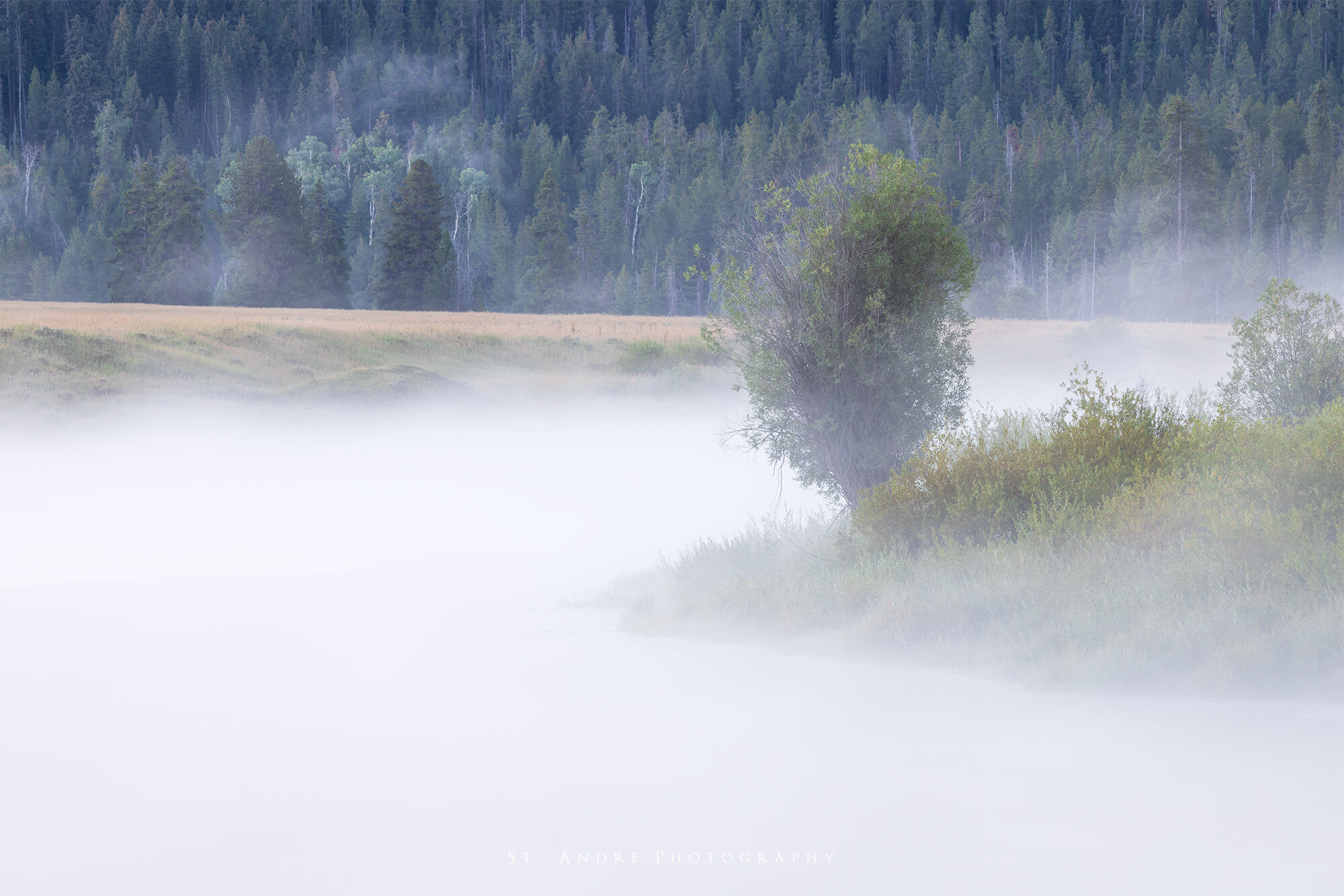 Mist rises over a river shrouding the trees in the foreground and the background at Oxbow Bend in Grand Teton National Park