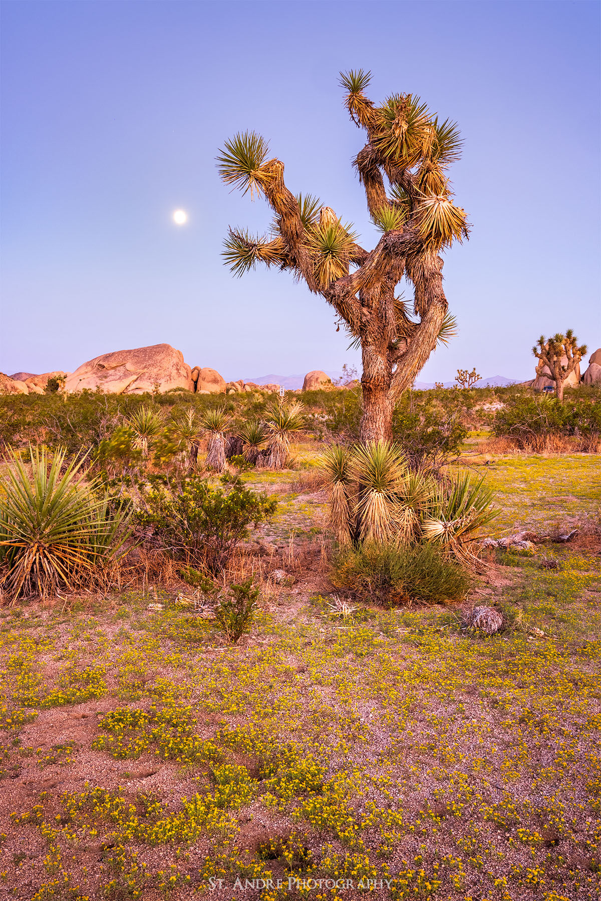 A Joshua Tree in Joshua Tree National Park stands in a field of other trees and a large blooming field of yellow flowers. The full moon is in the background. 
