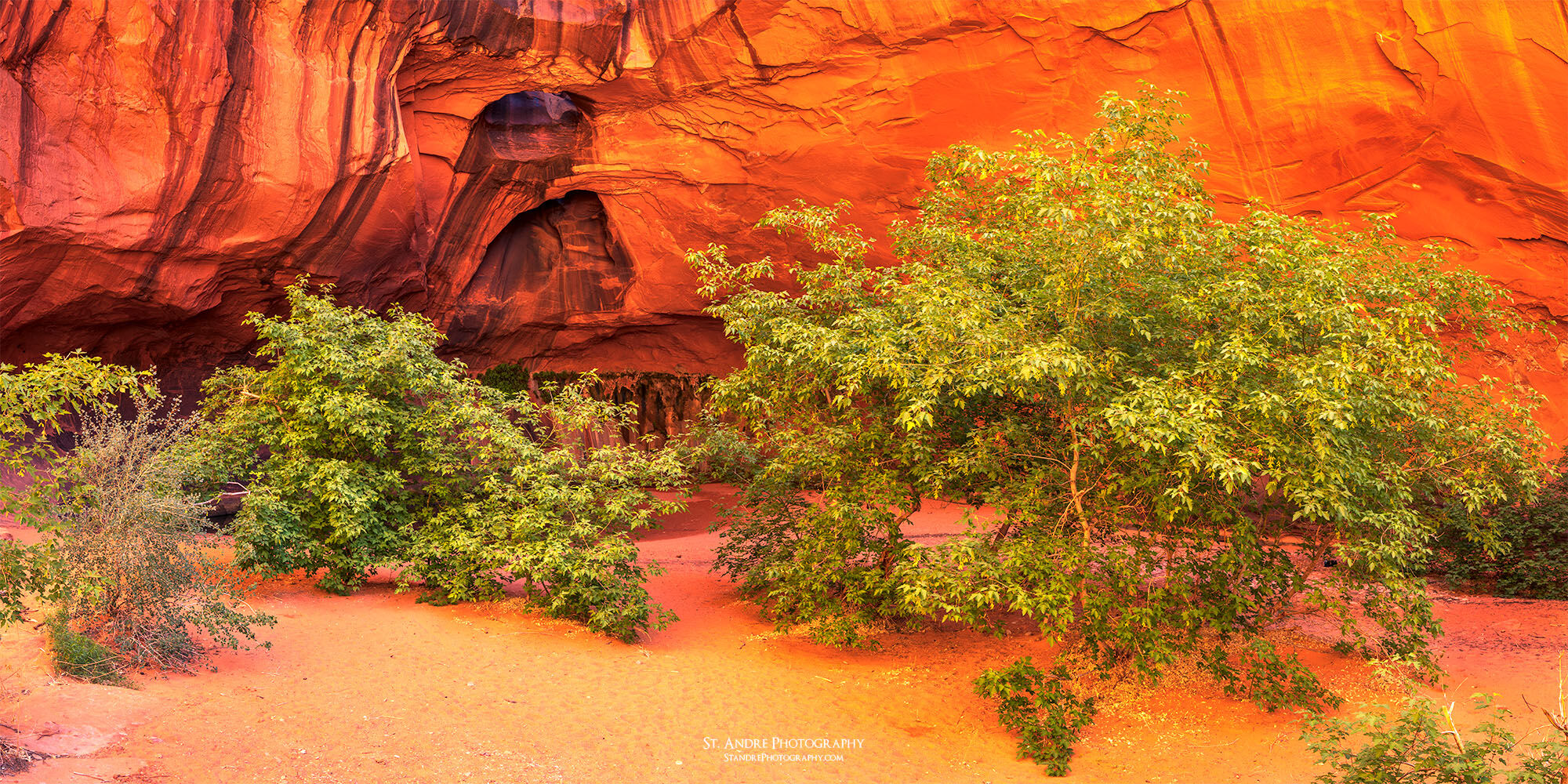 Neon Canyon in escalante Utah whitn two large box elder trees growing in the foreground. The golden cathedral can be seen in the background. 