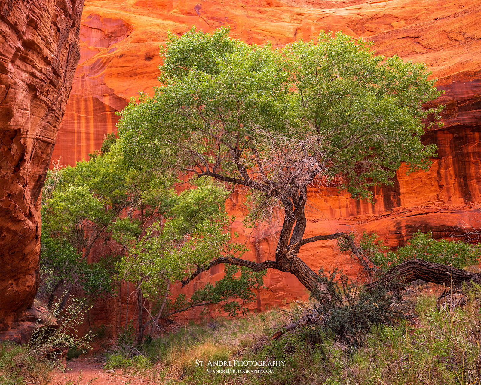 A large ancient cottonwood grows deep within neon canyon in Escalante Utah