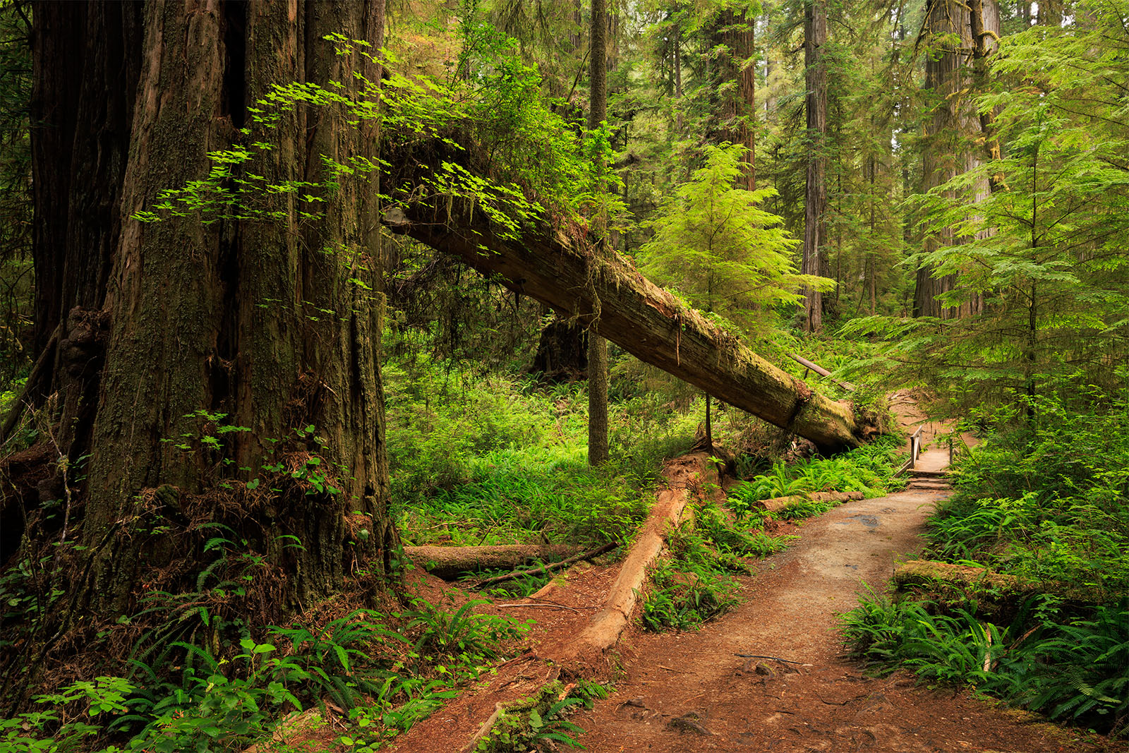 Nursery Leader I giant tree has fallen in the forest and yet life holds on by clinging to the fallen giant.
