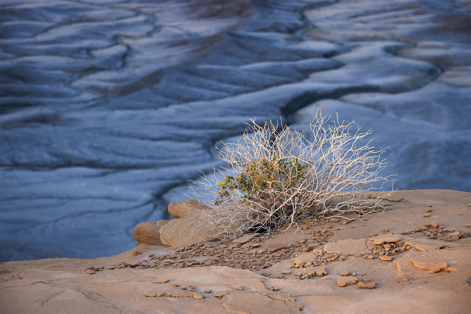 small bush on the edge of a great winding badlands