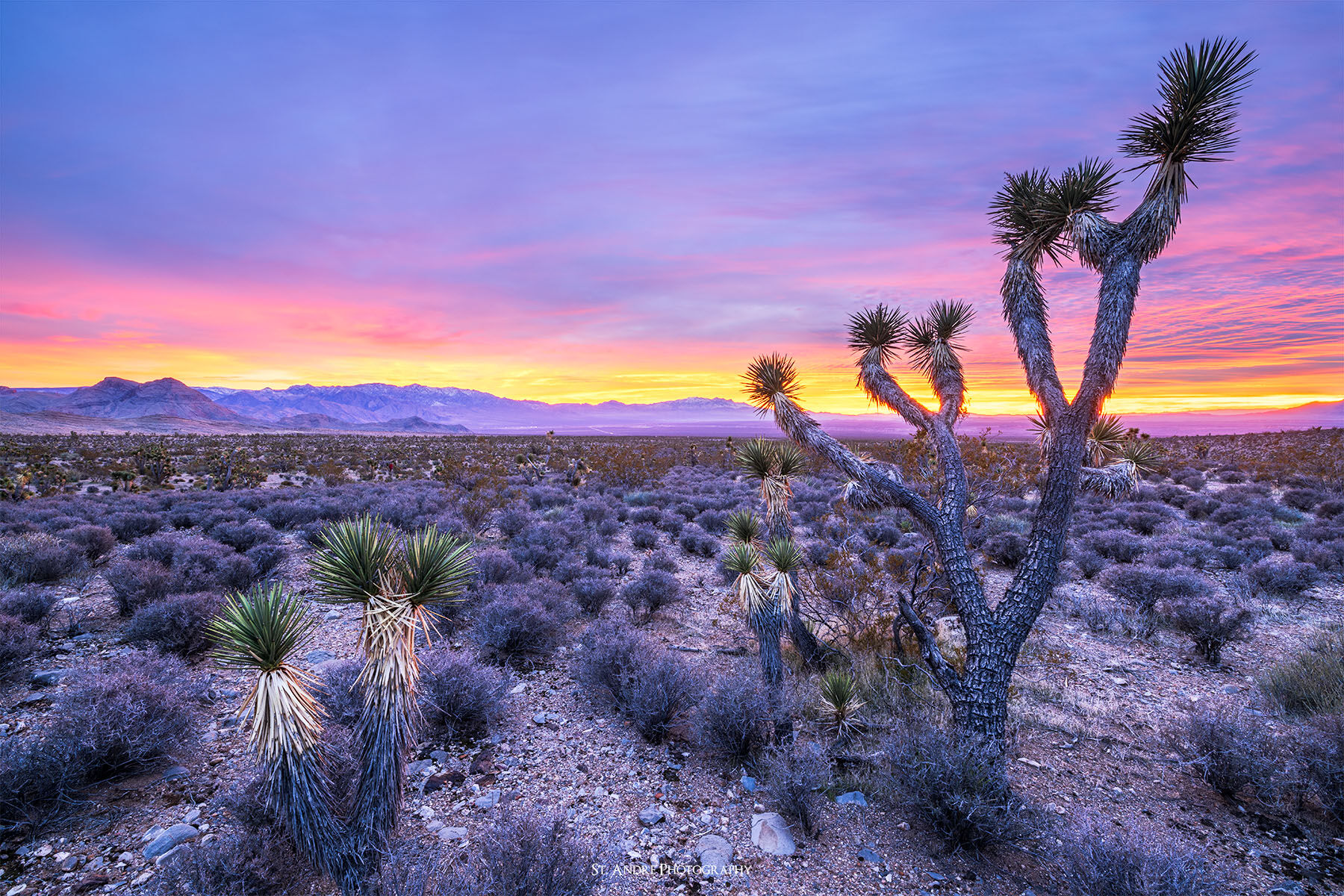 A Joshua tree stands in a desert landscape in the Mojave Desert in southern Utah while a beautiful sunset lights up the sky in the distance. 